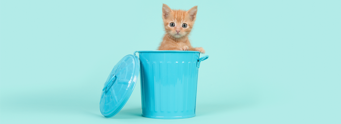 Ein süßes Kätzchen in einem kleinen blauen Mülleimer